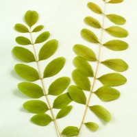False Acacia